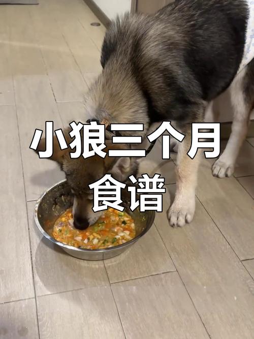 三个月的狗狗吃什么?三个月大的狗吃什么东西好呢?
