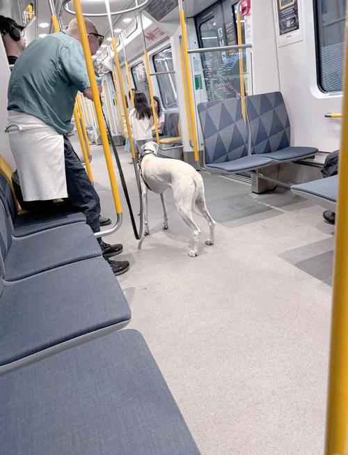 狗狗装进宠物包可以上地铁吗