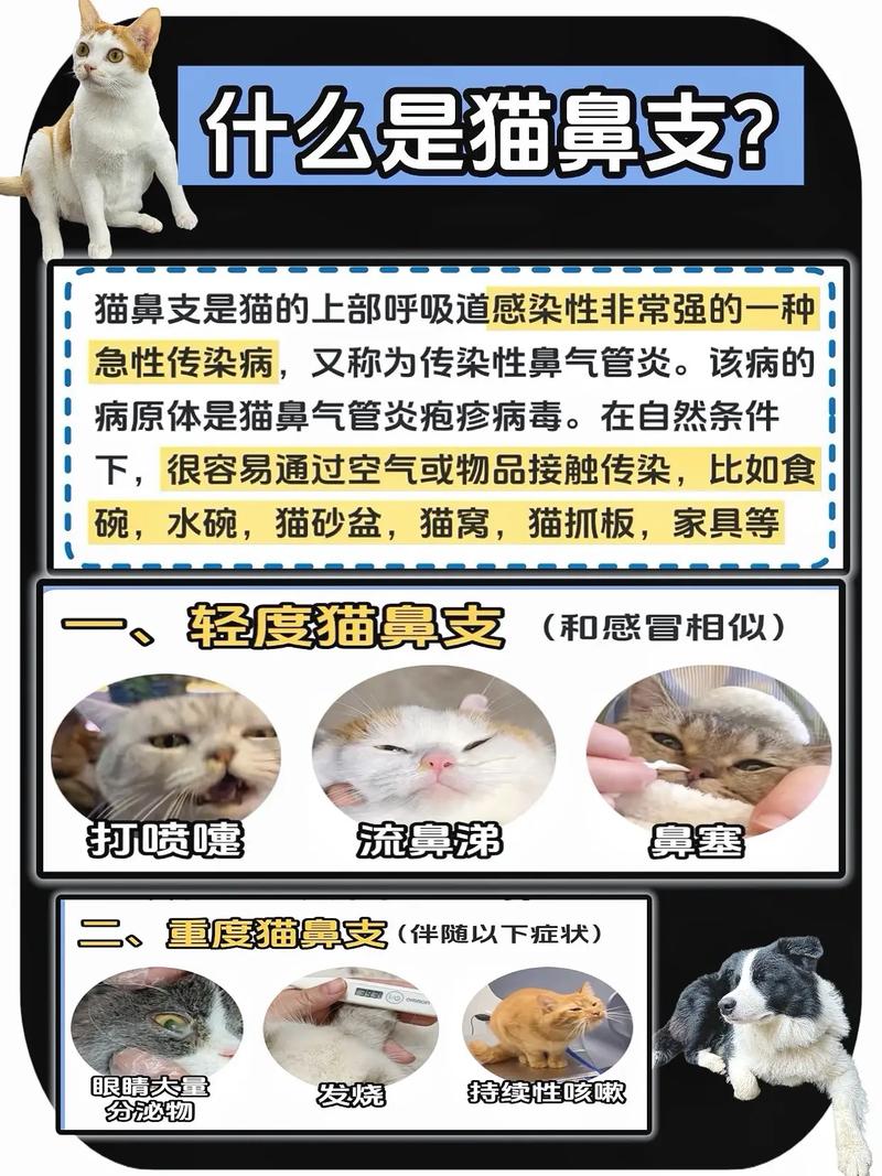 猫猫流黄鼻涕怎么办
