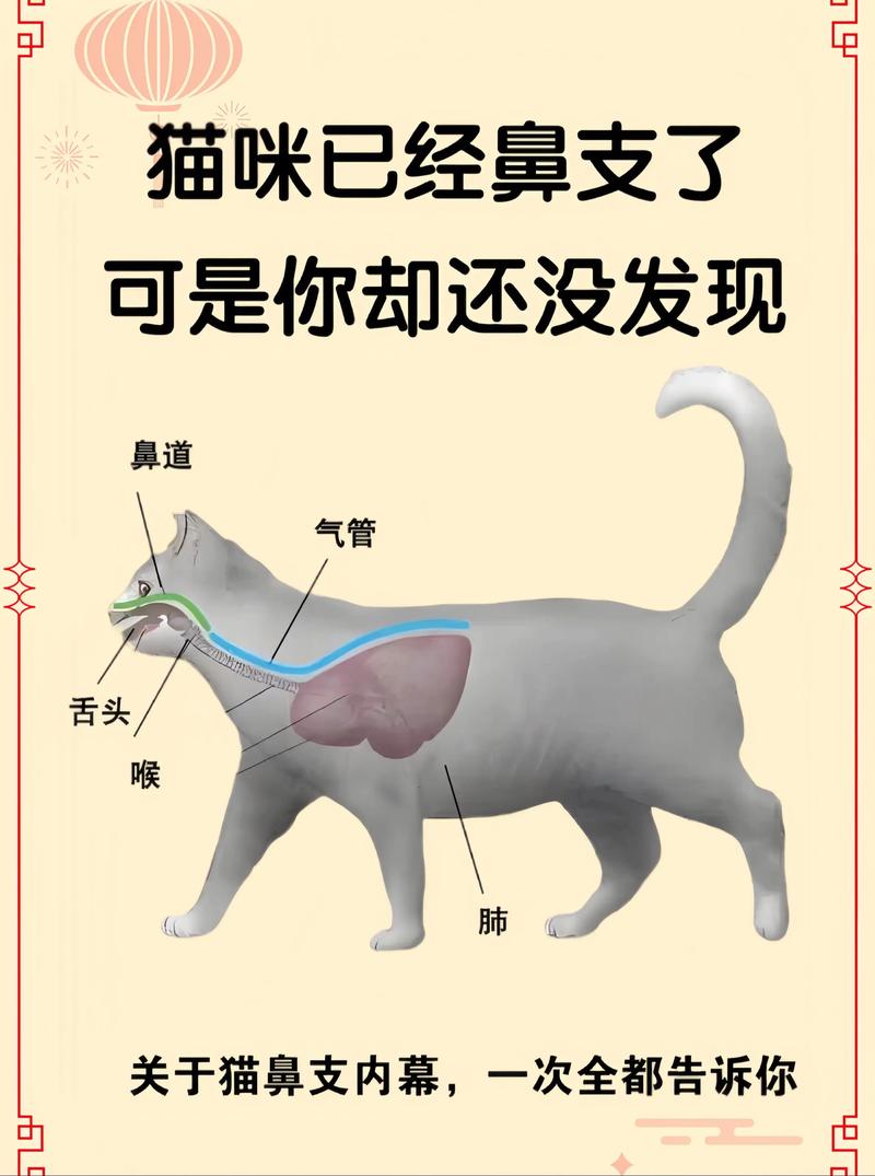 猫猫感冒流鼻涕吃什么药