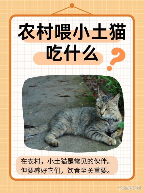 农村喂小土猫吃什么