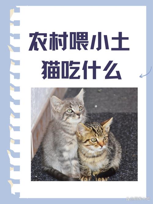 猫最爱吃的20种食物