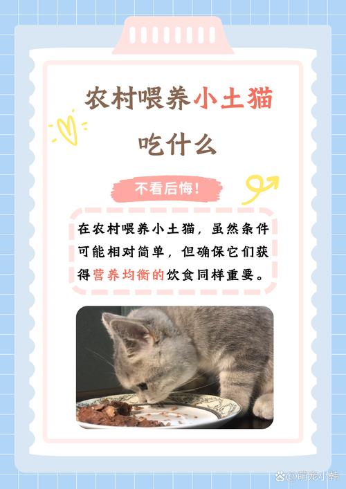 买不起猫粮给猫吃什么