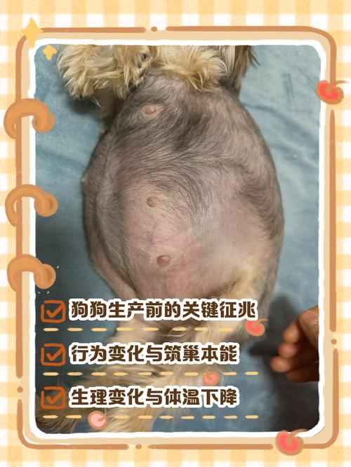 狗狗产前最明显的征兆
