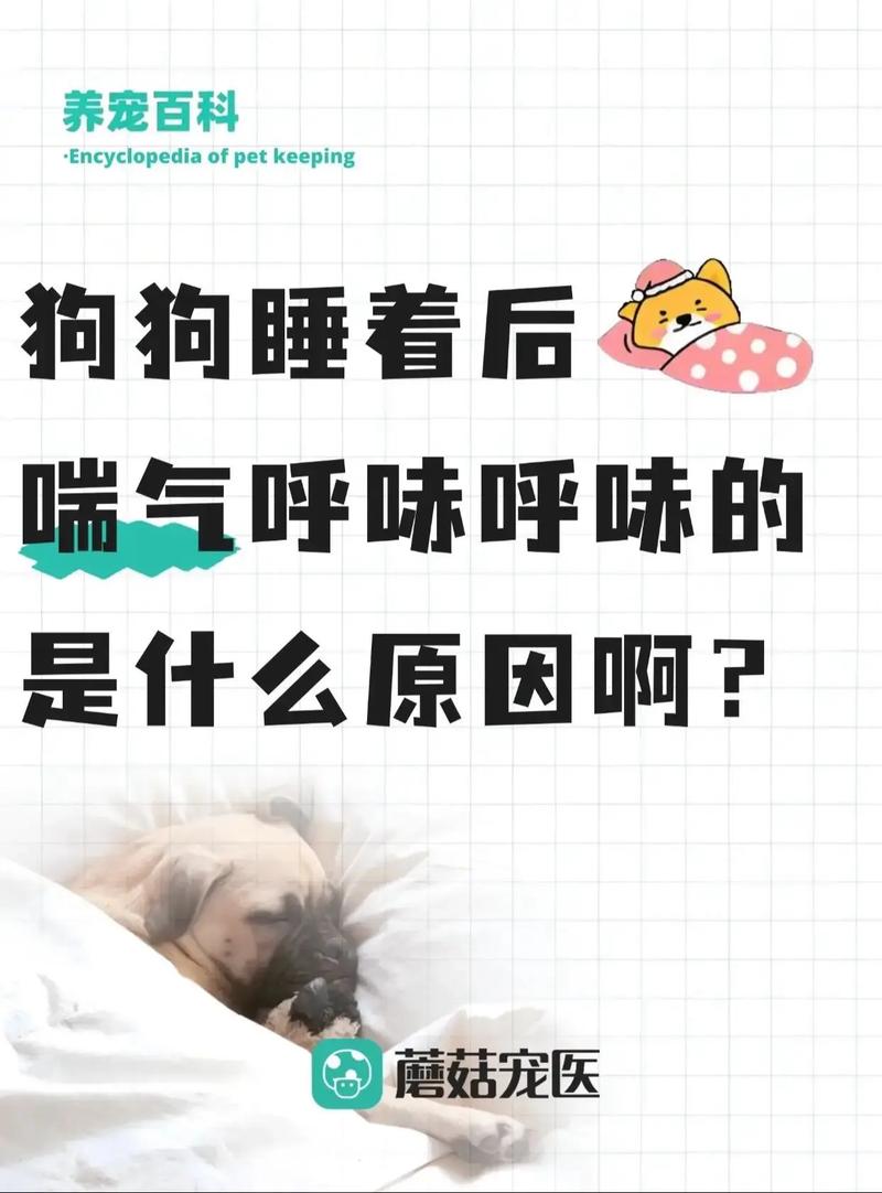 狗狗快要生了的迹象