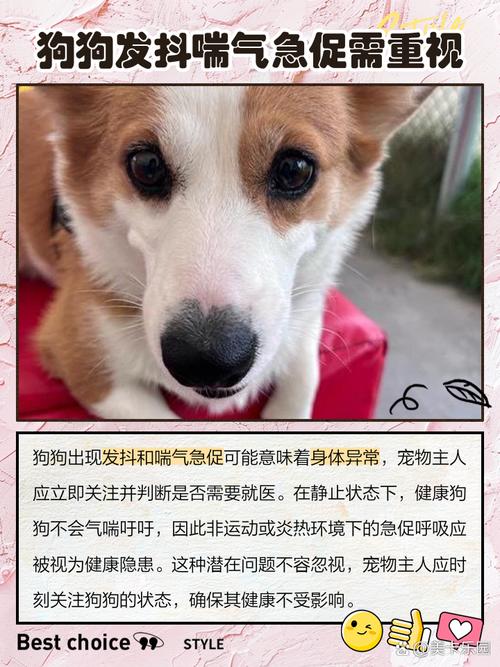 狗狗产前明显的征兆