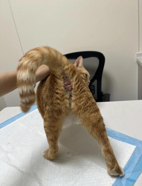猫咪拉粑粑带血,你需要知道的三件事