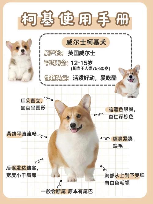 纯种柯基犬多少钱一只