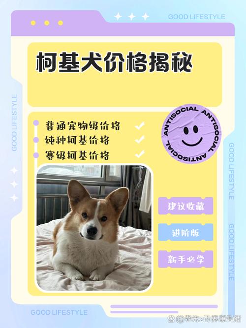 柯基狗狗怎么样多少钱?