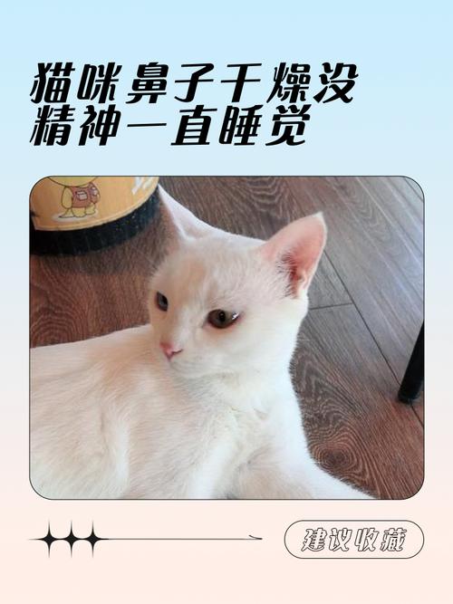 猫鼻子干燥嗜睡无精神不吃饭