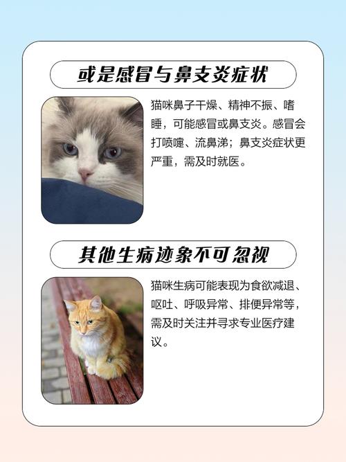 小猫鼻子干没精神嗜睡为什么