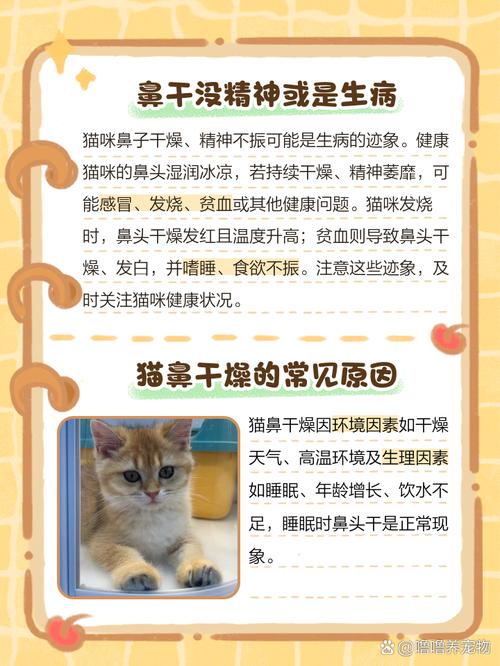 猫鼻子干燥嗜睡无精神不吃饭怎么办?