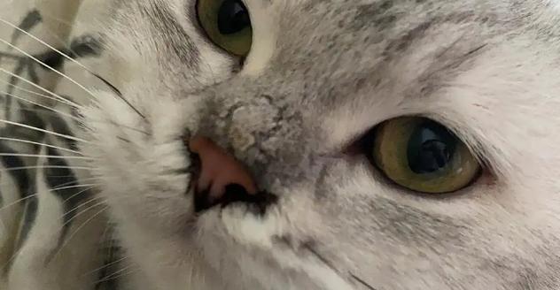 猫鼻子干燥嗜睡无精神