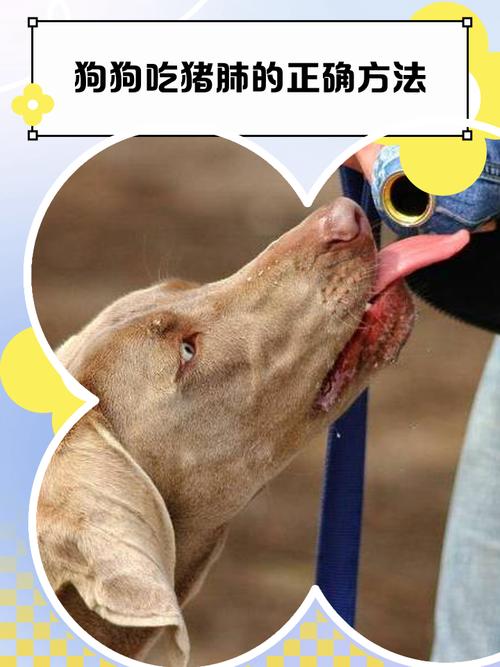 狗狗为什么要喂猪肺