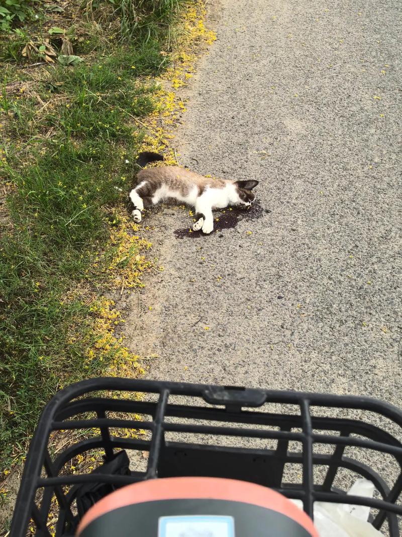 猫咪口炎能活多久啊