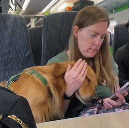 狗狗上火车要什么手续