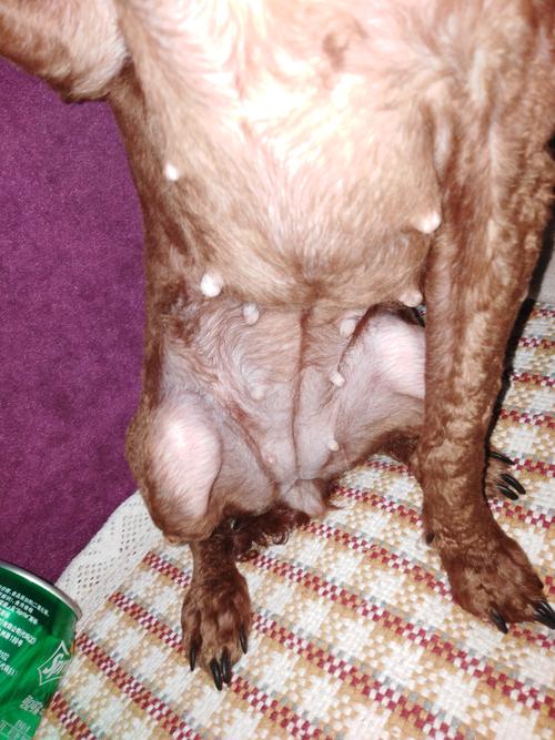 狗狗配种已经40天了肚子不太明显?