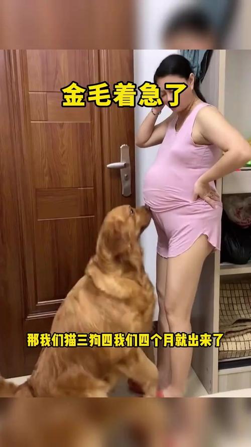 狗狗怀孕60天了怎么还不下狗