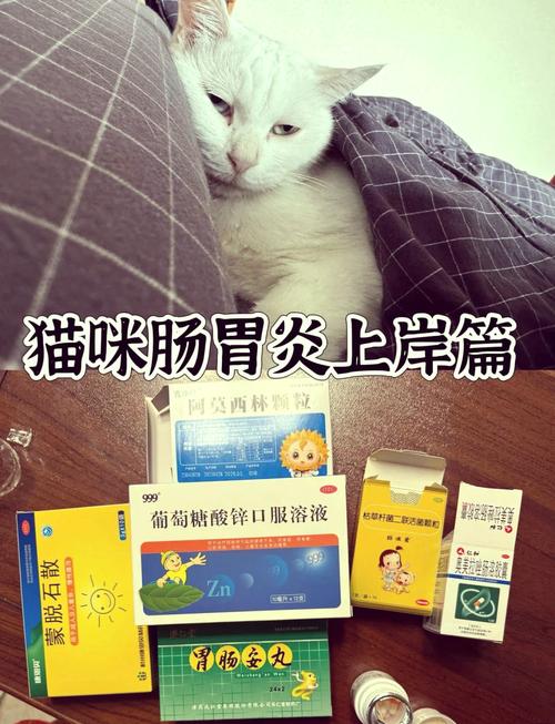 猫肠胃炎吃什么药比较好