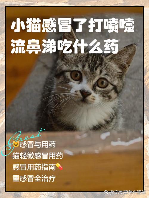怀孕的猫咪感冒可以吃药吗?