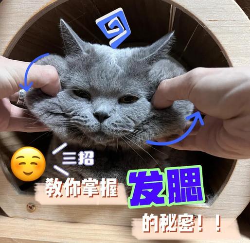 怎么让猫发腮?