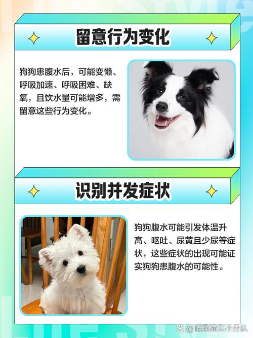 狗怎么判断是否腹水