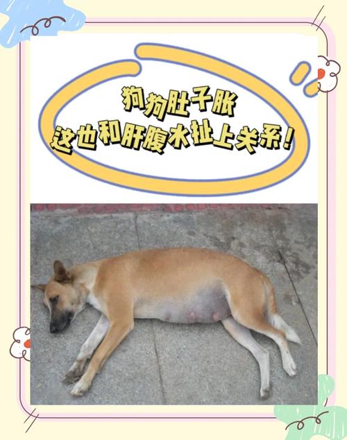 土松犬得了肝腹水,初期会有哪些症状?