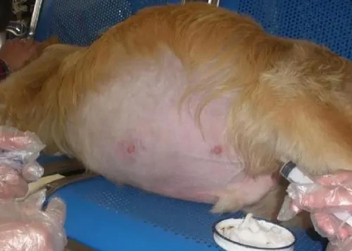 狗腹水症状表现