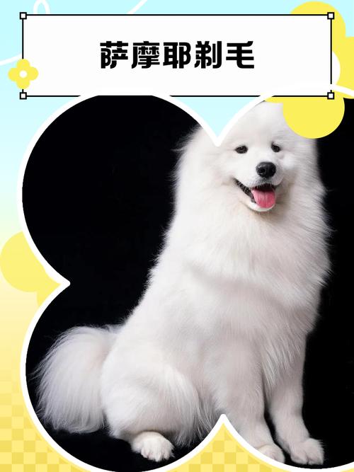 我要给我家的狗狗剪毛,可是它要发火,不让剪,有没有能让它睡着的药?