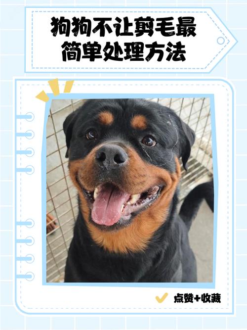 狗不让剪毛一剪就咬怎么办?