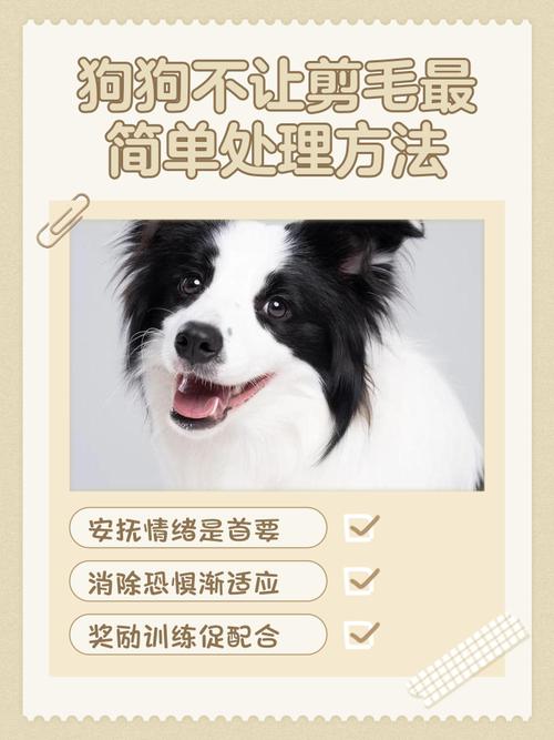 我家泰迪犬不要人剪毛,怎么办?