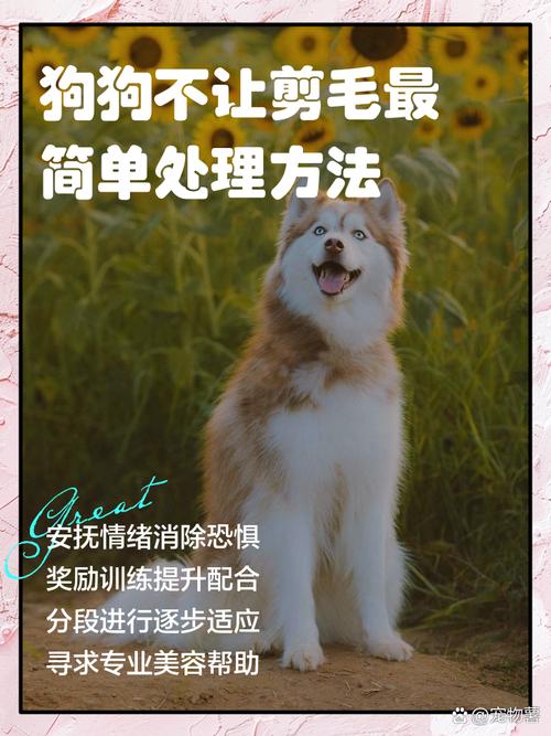 狗狗不让剪毛怎么办