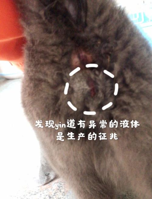 在家怎样给猫咪接生