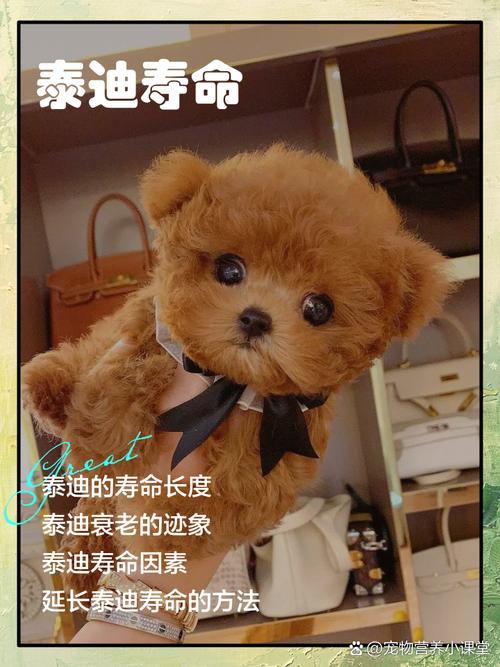 【馋不腻狗粮百科】泰迪一般寿命多长?