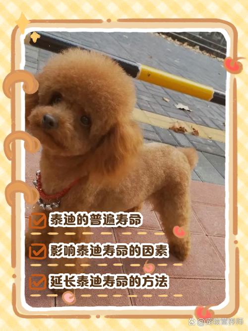 为什么泰迪大多活不过15岁?