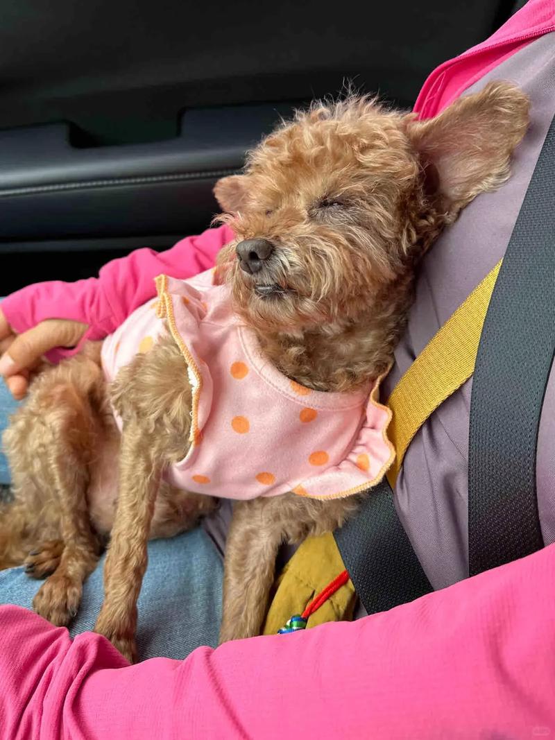 泰迪老了掉牙了还能活多久