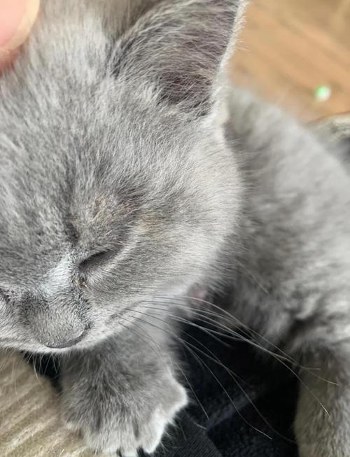 猫咪奶藓多久可以退掉