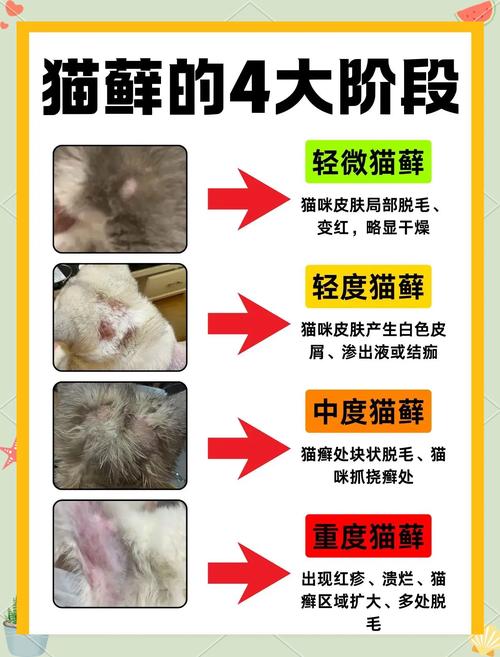 猫咪奶藓怎么消除