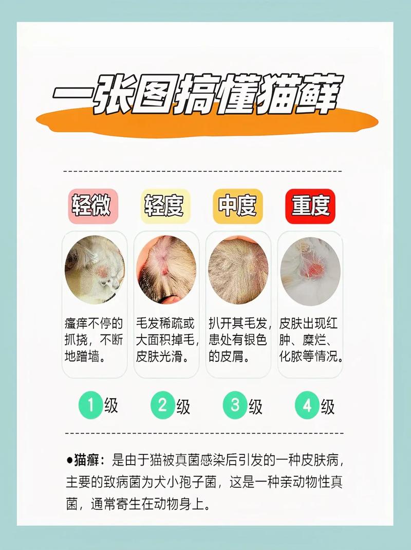 猫咪有奶藓怎么办