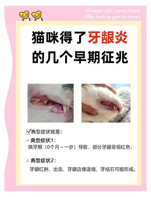猫咪牙龈红肿吃什么药好得快