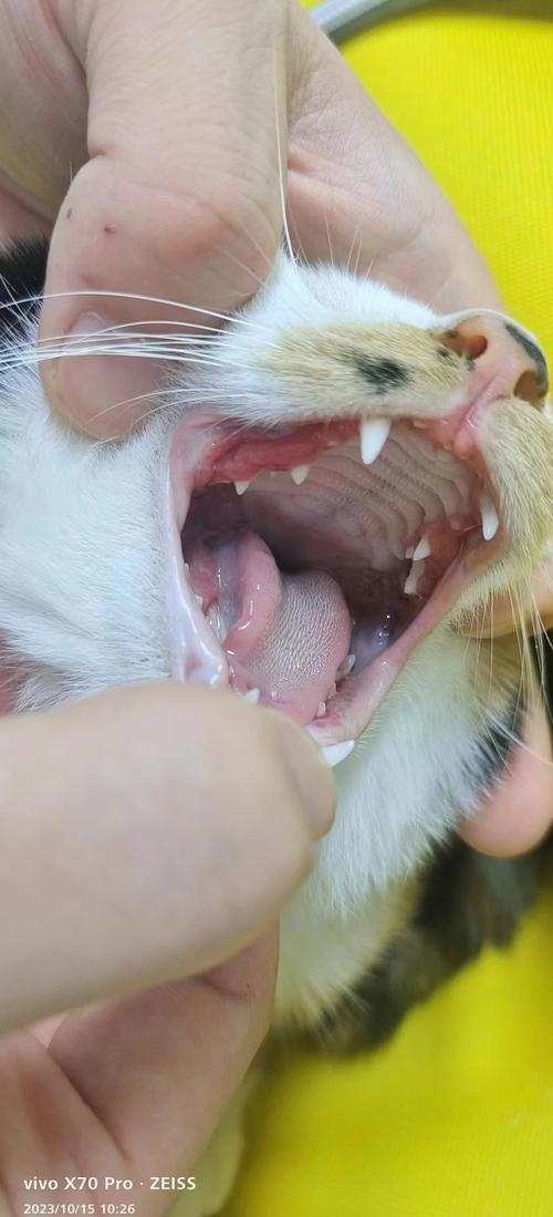 猫咪牙龈肿痛吃了甲硝唑怎么办