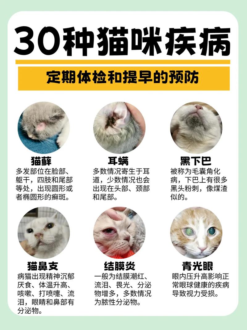 猫都有什么病