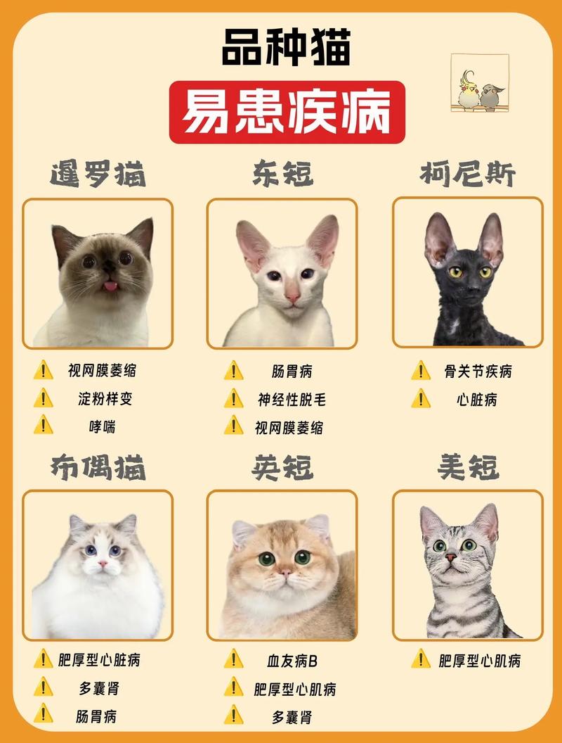 猫咪会生什么病