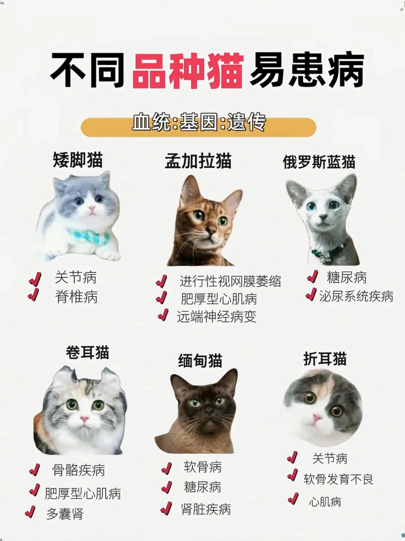 猫容易得什么病