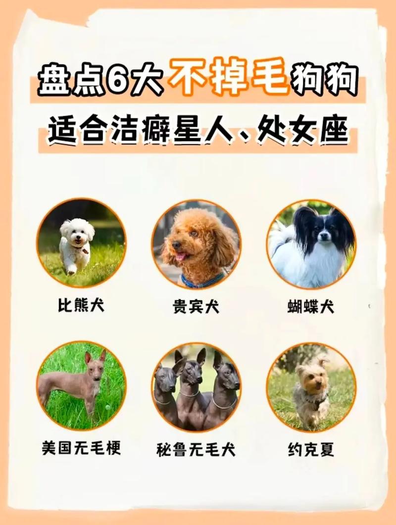 哪个品种的狗狗不掉毛,适合有洁癖的人养?