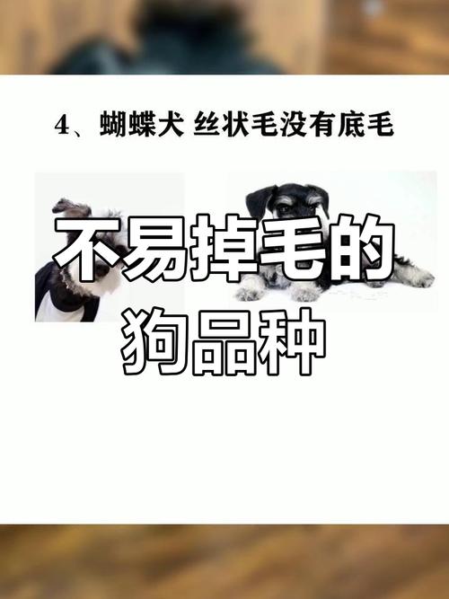 掉毛最少的4种狗,养了就不想换狗了,你养了吗?
