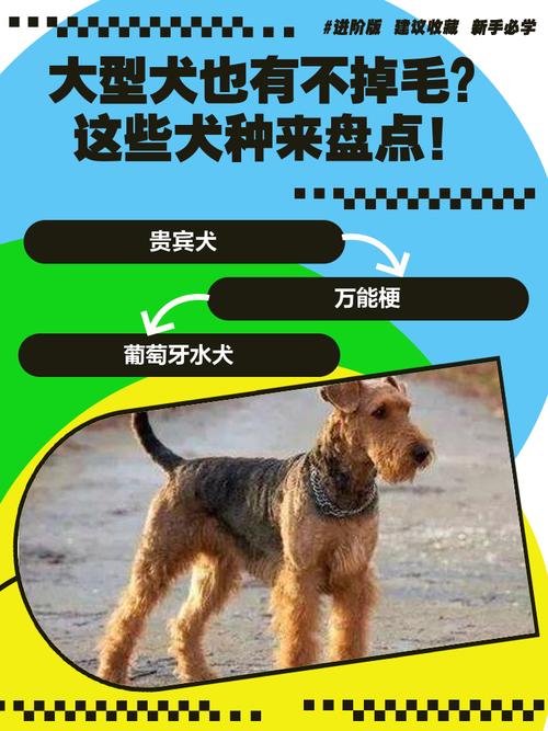 前十无体味不掉毛的大型犬?