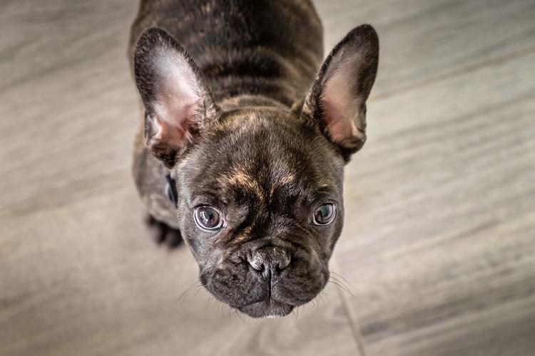 法斗把你当主人的表现,向你展露肚皮听人话还很粘人