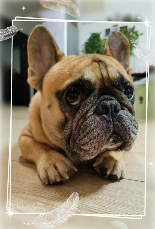 狗狗为什么见主人要反肚皮