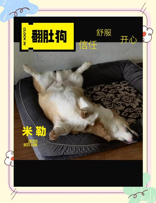 狗狗露肚皮,只是因为信任你吗?